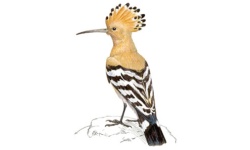 Abubilla Abubilla