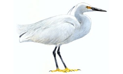 Seidenreiher Seidenreiher