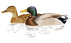 Stockente Stockente