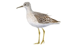 Kampfläufer Kampfläufer