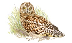 Velduil Velduil