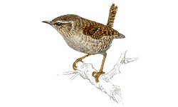 Zaunkönig Zaunkönig