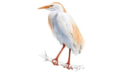 Koereiger Koereiger