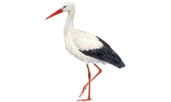 Ooievaar Ooievaar