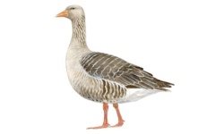 Grauwe Grauwe