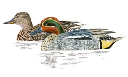 Wintertaling Wintertaling