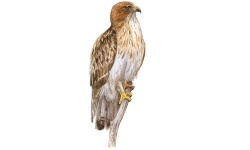 Dwergarend Dwergarend