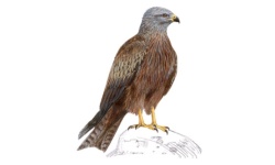 Zwarte Zwarte