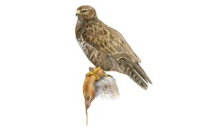 Buizerd Buizerd