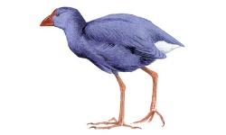 Purperkoet Purperkoet