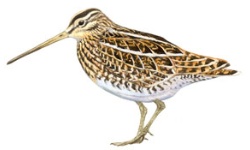 Agachadiza Agachadiza