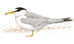 Dwergstern Dwergstern