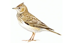 Veldleeuwerik Veldleeuwerik