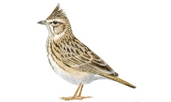 Kuifleeuwerik Kuifleeuwerik