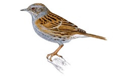 Heggenmus Heggenmus