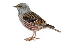Alpenheggenmus Alpenheggenmus