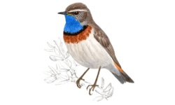 Blauwborst Blauwborst