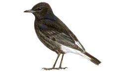 Zwarte Zwarte