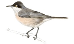 Orpheusgrasmus Orpheusgrasmus