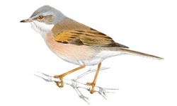 Grasmus Grasmus