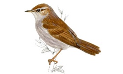 Cetti's Cetti's