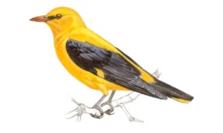 Wielewaal Wielewaal