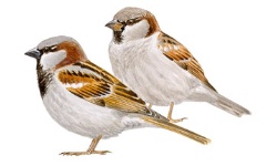 Huismus Huismus