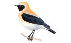 Collalba Collalba