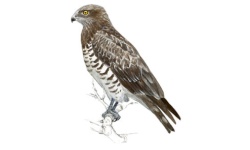 Culebrera Culebrera