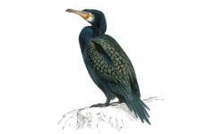 Cormorão Cormorão