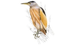 Garça-pequena Garça-pequena