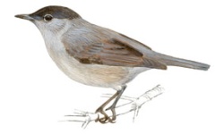 Curruca Curruca