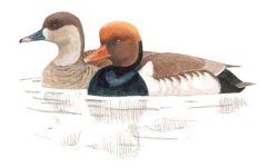 Pato Pato