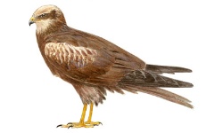 Tartaranhão-ruivo-dos-pauis Tartaranhão-ruivo-dos-pauis