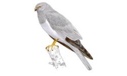 Tartaranhão Tartaranhão