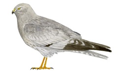 Tartaranhão-caçador Tartaranhão-caçador