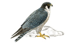 Falcão Falcão