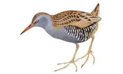 Frango Frango
