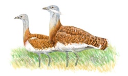 Abetarda Abetarda