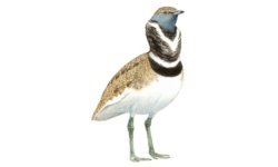 Sisão Sisão