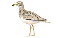 Alcaravão Alcaravão