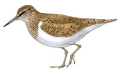 Maçarico-das-rochas Maçarico-das-rochas