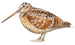 Galinhola Galinhola