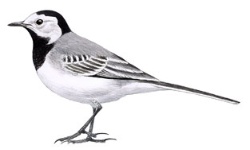 Alvéola Alvéola